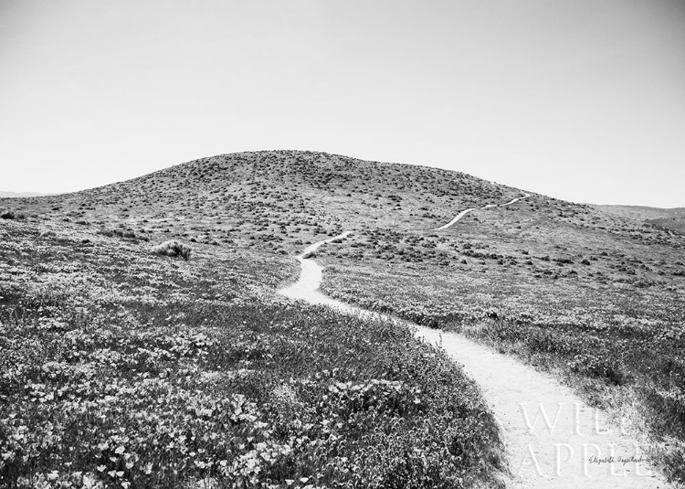 Picture of ROAD TRIP V CROP