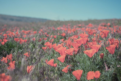 Picture of CALIFORNIA BLOOMS I