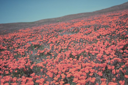 Picture of CALIFORNIA BLOOMS III