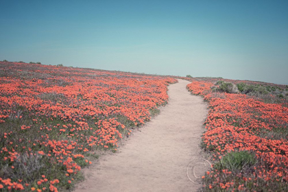 Picture of CALIFORNIA BLOOMS IV