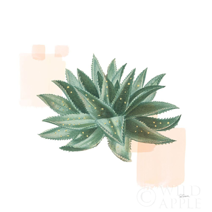 Picture of DESERT COLOR SUCCULENT II