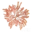 Picture of PACIFIC SEA MOSSES IV WHITE SQ