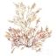 Picture of PACIFIC SEA MOSSES XV WHITE SQ