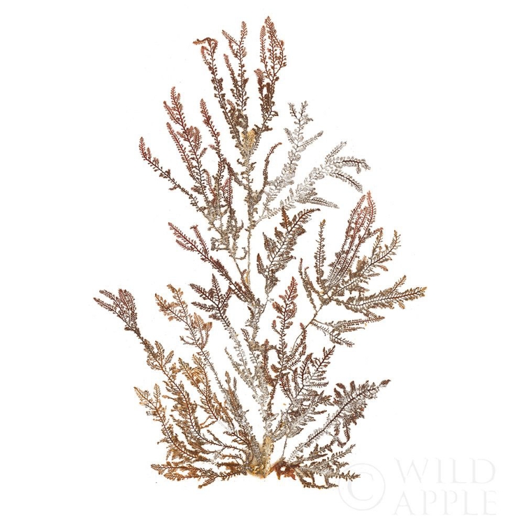 Picture of PACIFIC SEA MOSSES XVI WHITE SQ