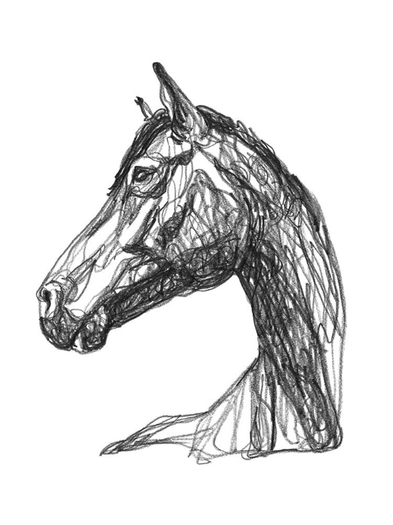 Picture of EQUINE CONTOUR IV