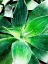 Picture of GREEN TROPICAL SUCCULENT IV