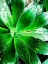 Picture of GREEN TROPICAL SUCCULENT V