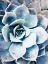 Picture of PASTEL SUCCULENT BEAUTY III