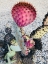 Picture of PINK YELLOW CACTUS I