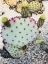 Picture of PINK GREEN CACTUS I