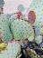 Picture of PINK GREEN CACTUS II