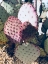 Picture of PINK GREEN CACTUS III