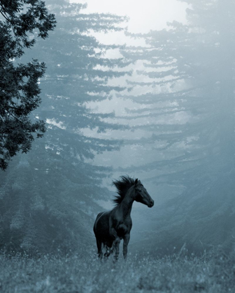 Picture of HORSE IN THE TREES I