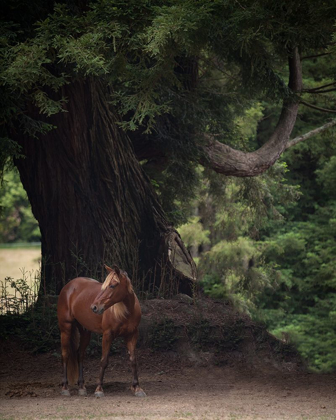 Picture of HORSE IN THE TREES II