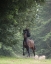 Picture of HORSE IN THE TREES III