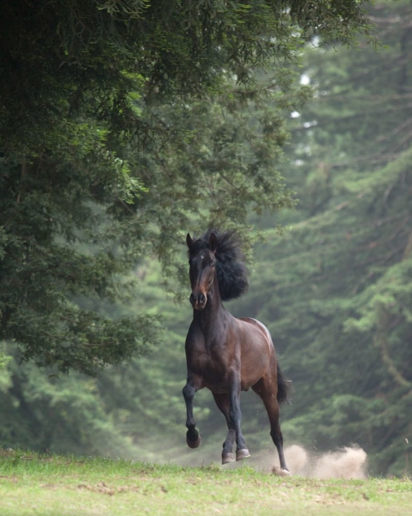 Picture of HORSE IN THE TREES III