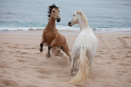 Picture of PLAYTIME AT THE BEACH