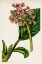 Picture of MAUVE BOTANICALS II