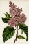 Picture of MAUVE BOTANICALS IV