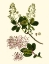Picture of OLIVE GREENERY I