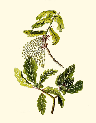 Picture of OLIVE GREENERY III