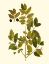 Picture of OLIVE GREENERY VII