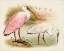 Picture of ROSEATE SPOONBILLS I