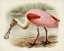 Picture of ROSEATE SPOONBILLS II