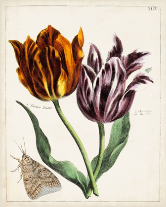 Picture of TULIP CLASSICS I