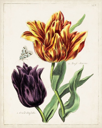 Picture of TULIP CLASSICS III