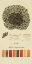 Picture of SPECIES OF LICHEN VI