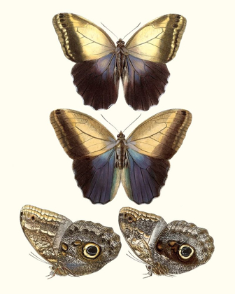 Picture of VIOLET BUTTERFLIES III