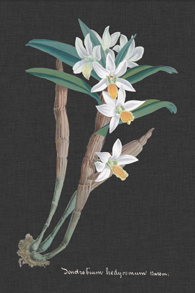 Picture of ORCHID ON SLATE I
