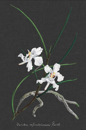 Picture of ORCHID ON SLATE II