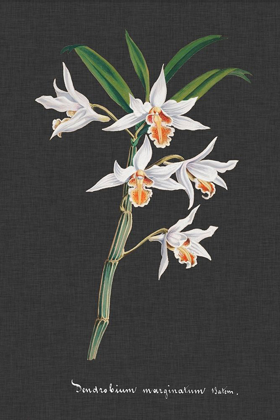 Picture of ORCHID ON SLATE IV