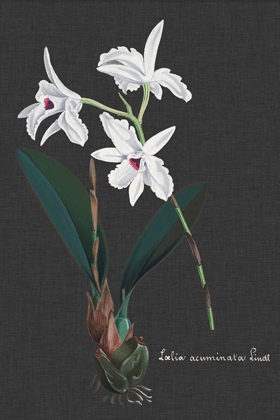 Picture of ORCHID ON SLATE V