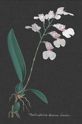 Picture of ORCHID ON SLATE VI