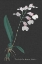 Picture of ORCHID ON SLATE VI