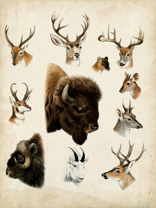 Picture of WESTERN ANIMAL SPECIES I