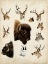 Picture of WESTERN ANIMAL SPECIES I