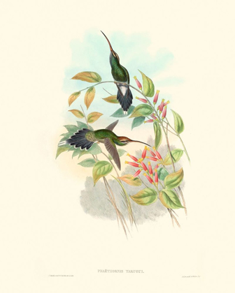 Picture of HUMMINGBIRD DELIGHT I