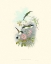 Picture of HUMMINGBIRD DELIGHT VIII