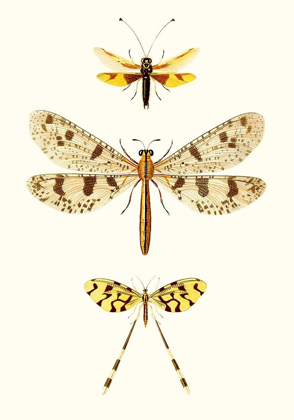 Picture of ENTOMOLOGY SERIES I