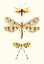 Picture of ENTOMOLOGY SERIES I