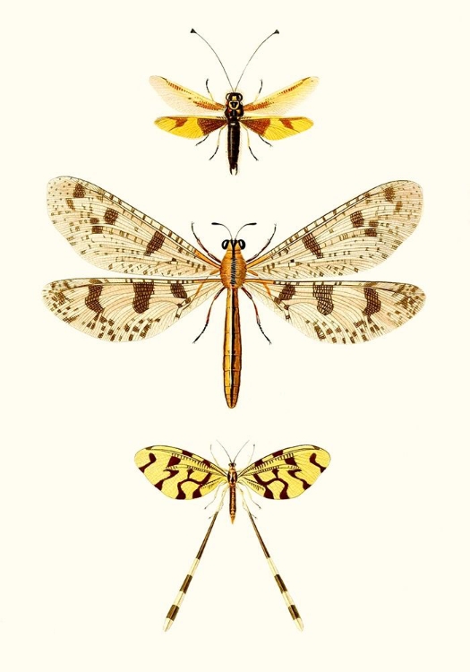 Picture of ENTOMOLOGY SERIES I
