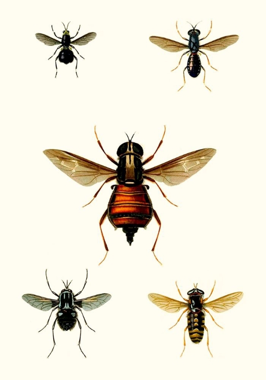 Picture of ENTOMOLOGY SERIES III