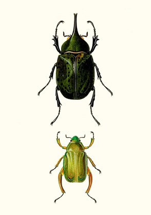 Picture of ENTOMOLOGY SERIES IV