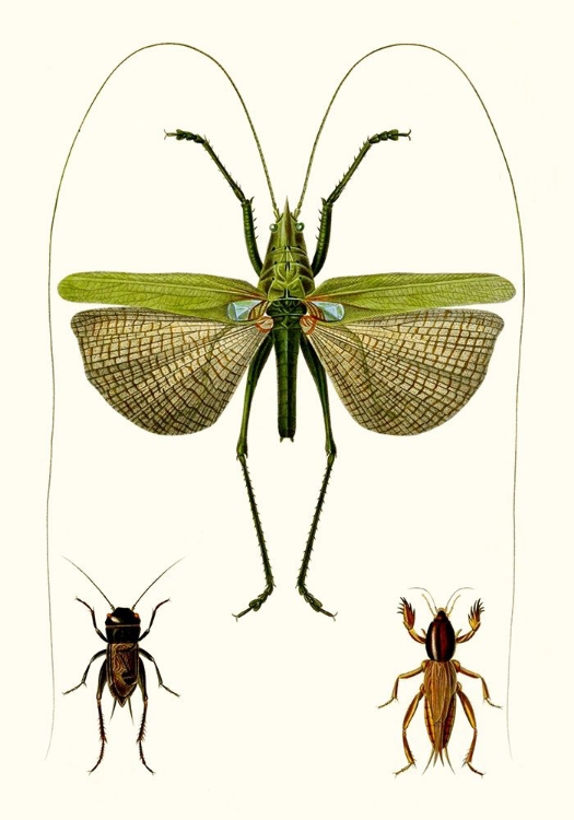 Picture of ENTOMOLOGY SERIES V