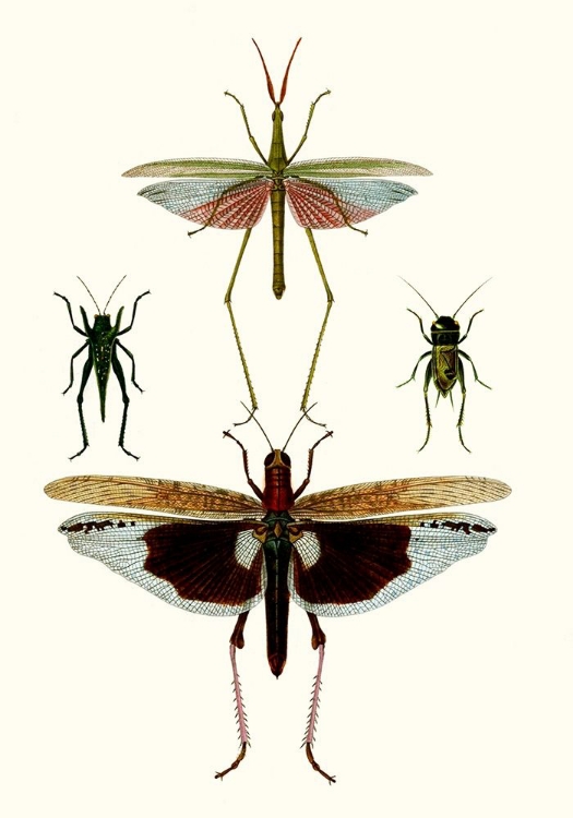 Picture of ENTOMOLOGY SERIES VI