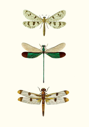 Picture of ENTOMOLOGY SERIES VII